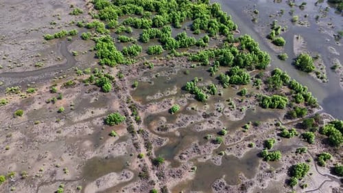 Aerial View of Tropical Mangrove Forest and Wetlands