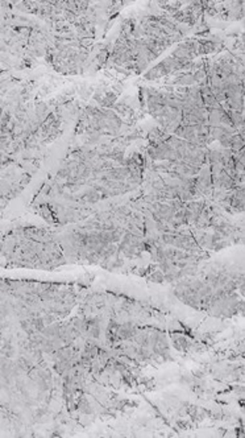 Branches couvertes de neige dans la forêt d'hiver