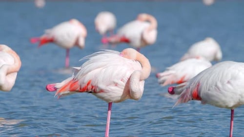 Flamingo in Shallow Water Wild Greater Flamingos in the Salt Lake Nature Wildlife Safari Shot