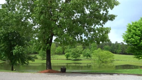 Bucket full of flowers sits under a tree by the pond in a serene park
