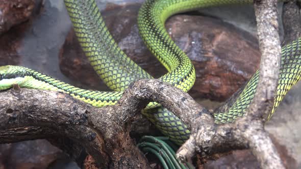 Baron's green racer Philodryas baroni tree snake , Nature Stock Footage ...