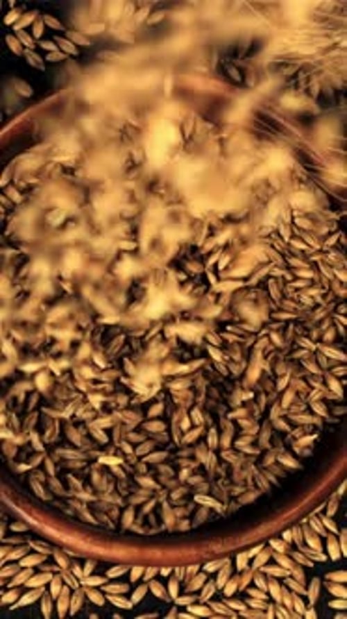 Super Slow Motion Ripe Barley Grains Fall on a Plate on a Black Background Filmed on a Highspeed