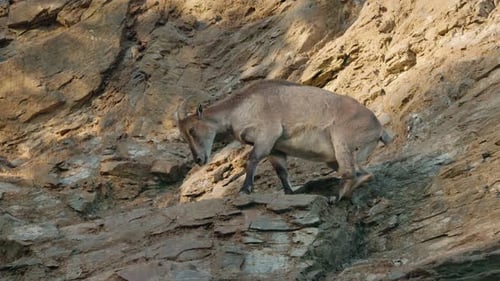 Mountain Goat Carefully Climbing Steep Rocky Cliff in Natural Daylight Showcasing Balance Agility