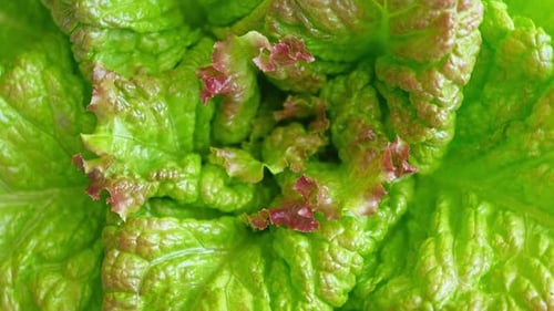 Laitue verte et rouge, Lollo Rosso, feuilles, vue de dessus, caméra animée, faisant tourner l'arrière-plan des aliments