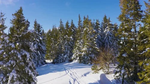 A Small Snowcovered Glade with Many Ski Trails and Single Christmas Trees Against the Background of