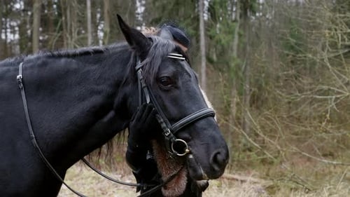 Aristocrate féminine et étalon noir de race pure dans le jardin royal, portrait vintage d'une femme et d'un cheval