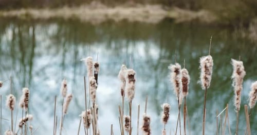 CloseUp of Blooming Reed Against Pond Water