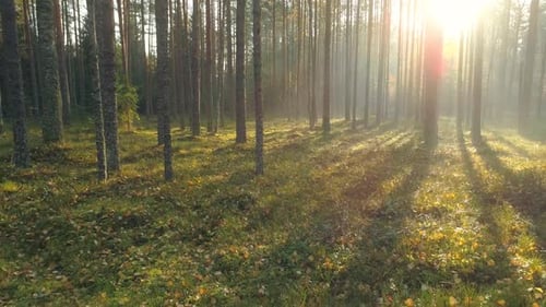 Autumn Forest At Sunrise