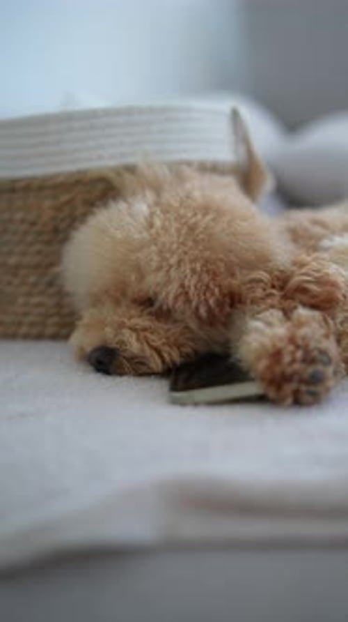 Small Dog Napping Peacefully Indoors