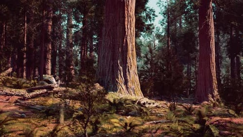 A Serene Forest Filled with Towering Trees