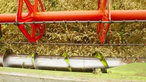 Harvester Cuts Wheat Crop in a Field