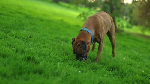 Playful Boxer Dog Digging in Green Grass at the Park