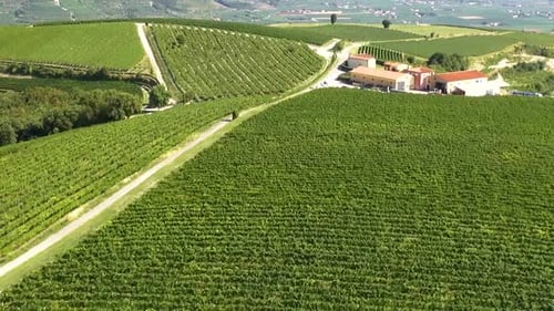Scenic Vineyard Landscape Aerial View in Rural Setting
