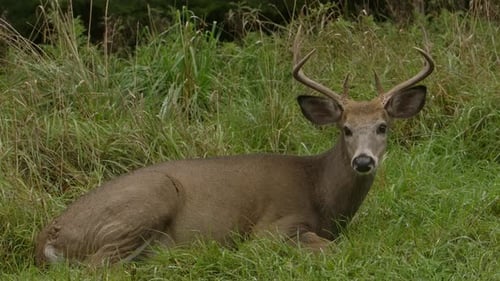 whitetail buck deer laying in grass