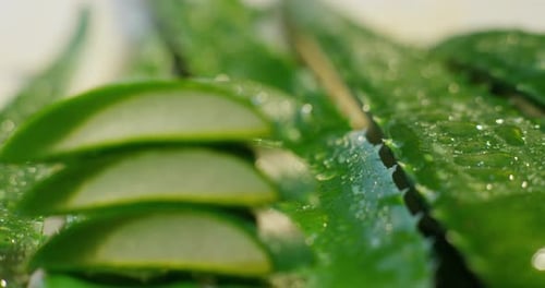 Fresh Green Aloe Vera Close Up