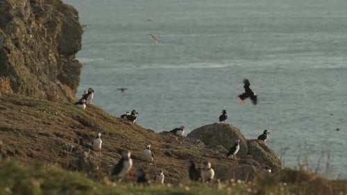 Lagre Group of Puffins Flying and Walking on Cliffside, Flying Bird Colony Scenery Looking over Calm