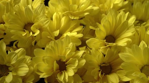 Bright Yellow Chrysanthemums Floral Close Up