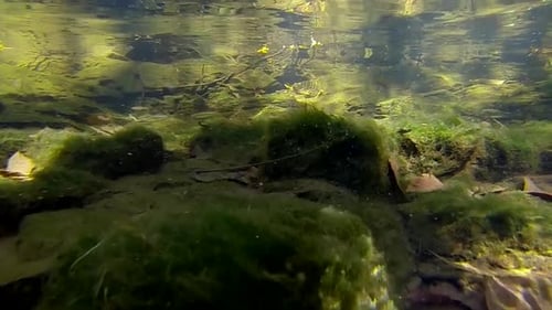 Une caméra sous-marine se déplace à travers les rochers et les poissons couverts d'algues sous-marines.