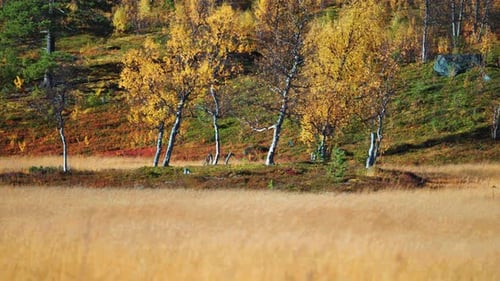 A cluster of birch trees with golden leaves standing in a serene autumn field. Parallax shot, bokeh