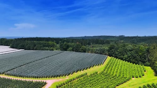 Fields with different agricultural plants growing in rows. Pine tree woods surround the farmlands.