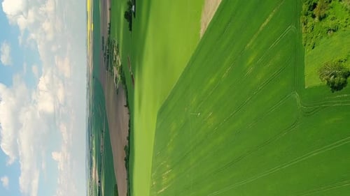 Vuelo vertical en vídeo sobre campos primaverales de color verde claro con trigo
