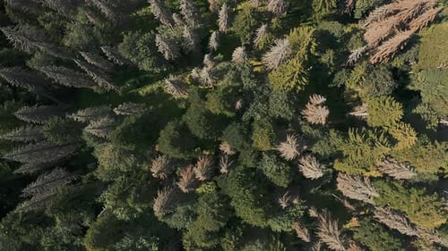 Dense Autumn Forest Drone Video Lots of Trees
