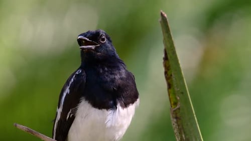 The Oriental magpie-robin is a very common passerine bird in Thailand in which it can be seen anywhe