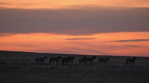 Horses Galloping Silhouetted in a Golden Sunset