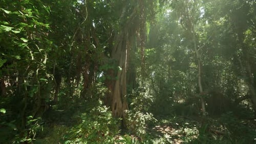 A Dense Jungle in Vietnam is Filled with Vibrant Greenery and Towering Trees
