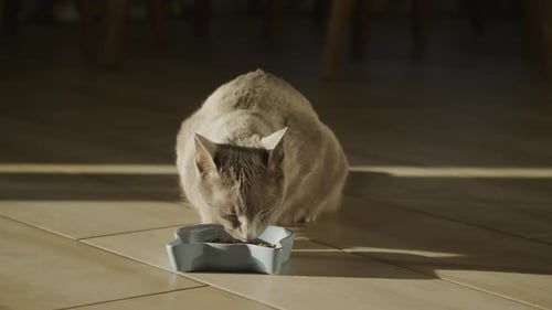 Gray Cat Eating Food From Bowl Indoors