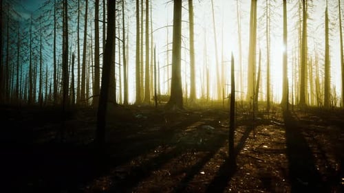Burned Trees After Wildfire with Pollution and a Lot of Smoke