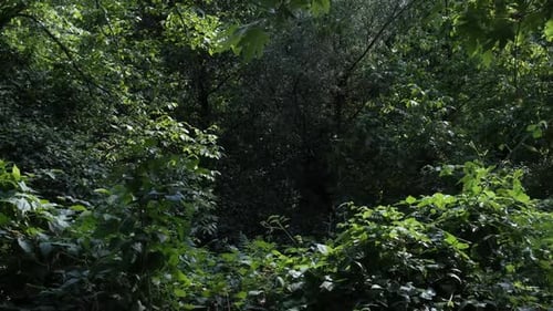 Lush Green Forest Foliage on a Sunny Day