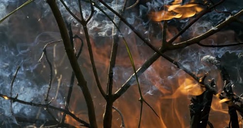 Forest fire in close-up. The branches of shrubs and trees are burning and smoking. Wildfires caused