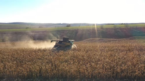 Aerial View of Combine Gathering Corn Crop or Wheat at Farmland Flying Over Harvester Working on