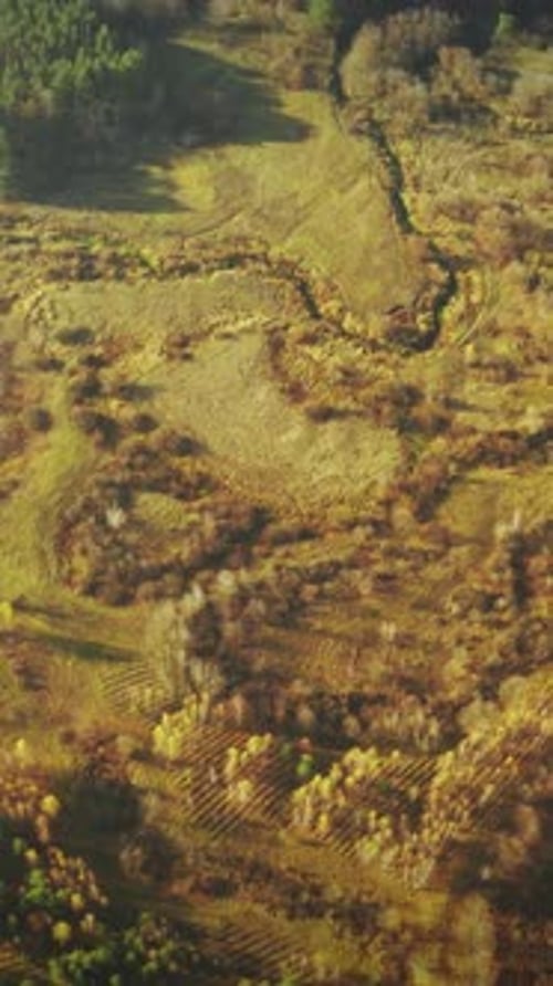 Aerial View Green Forest Deforestation