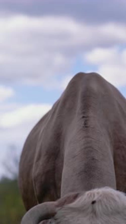Cow Grazing Peacefully in Rural Pasture