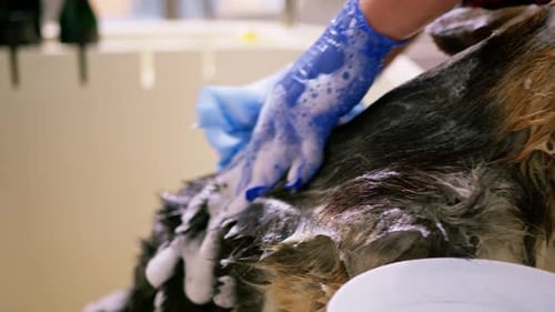 Dog being bathed with shampoo and bubbles