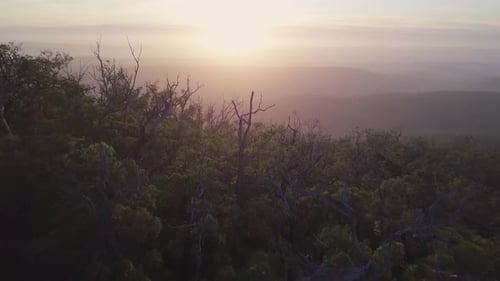 Aerial view of a hills during sunrise with morning fog with camera passing mountain ridge full of tr