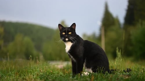 Black and White Cat Sitting Alert in Meadow
