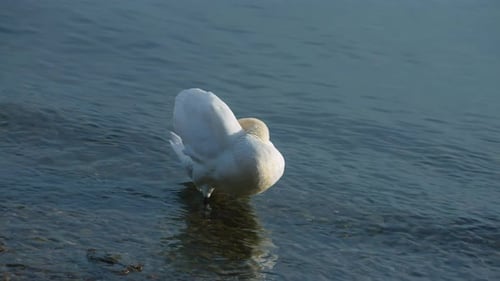 Medium shot of swan preening feathers in the lake