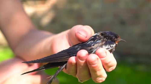 Delicate Swallow Bird Resting in Gentle Hands