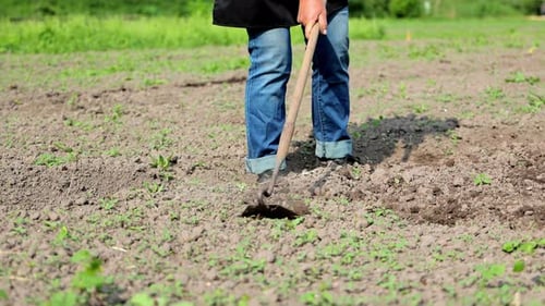 Soil Cultivation With A Hoe A Woman Farmer Cultivates A Female Garden Closeup