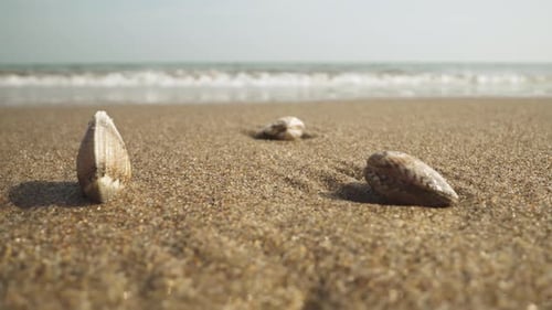 Clams on the Beach Washed By the Waves