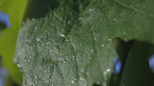 Blick auf Tauwassertröpfchen auf Weinblättern an Weinreben