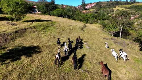 Horses and Foals Galloping Freely on Rural Grassland
