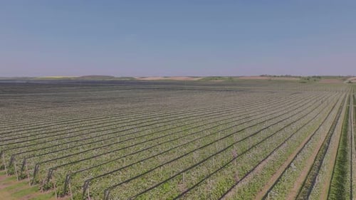 White full bloom almond tree plantation