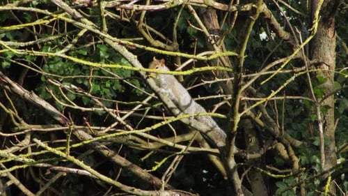 Grey squirrel on sitting tree branch then climbs down. Day time sunny UK North London Borehamwood