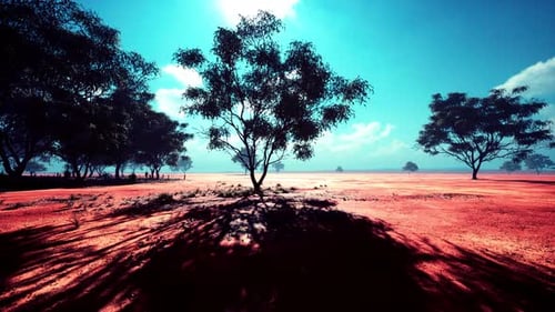 Vibrant Desert Landscape with Silhouetted Trees and Long Shadows