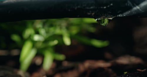 Sunlit Water Droplets Dripping From a Drip Irrigation Pipe Closeup View Slow Motion Video