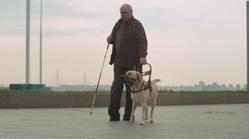 Blind Man Walking With Guide Dog along Urban Street